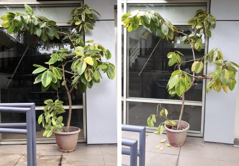 5 Essential Tips for Growing a Healthy Ficus Audrey at Home