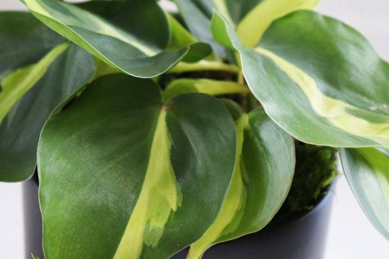 Discover the Beauty of Philodendron Brasil: Care Tips and More