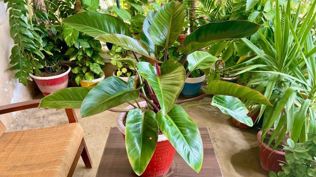 Discover the Secrets of Philodendron Erubescens: Your New Favorite Plant