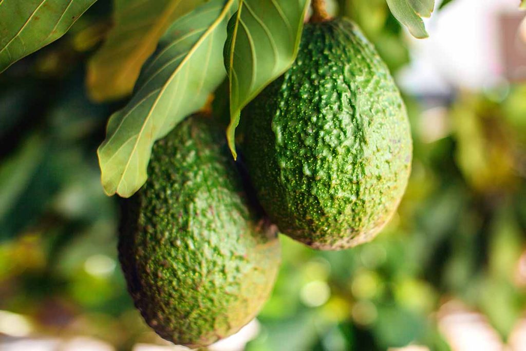 Growing Strong Your Guide to Caring for a 1-Year-Old Avocado Tree from Seed