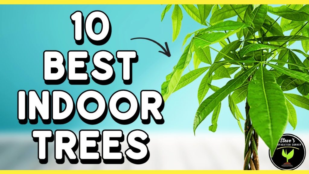 Top 10 Indoor Trees to Breathe Life Into Your Home