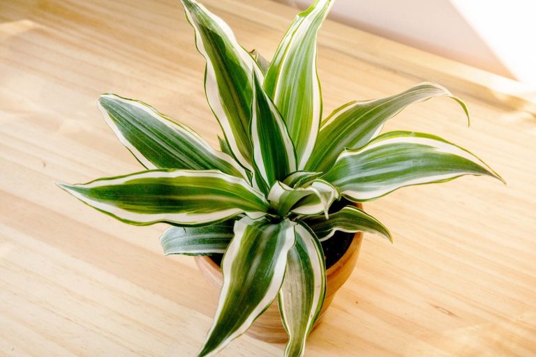 Top 5 Dracaena Varieties to Brighten Your Home