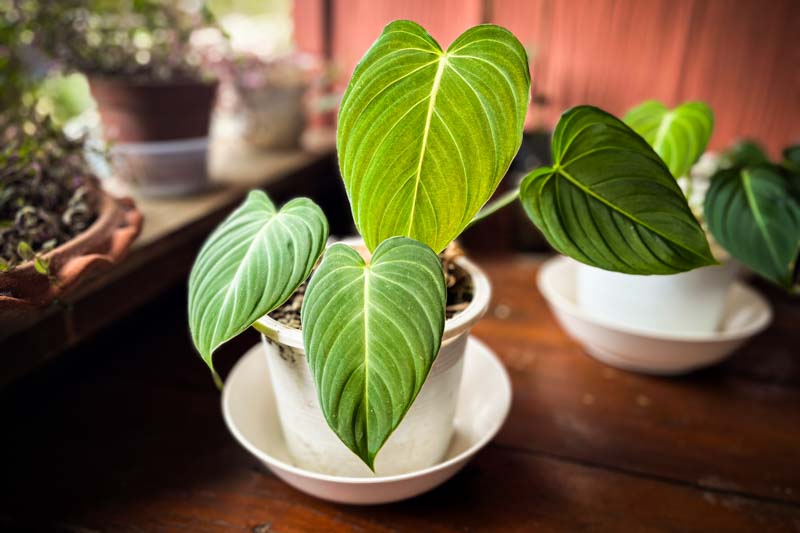 Unveiling the Secrets of Philodendron Gloriosum: A Must-Have for Plant Lovers