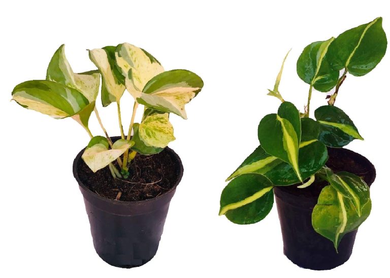 Why Every Plant Lover Needs a Manjula Pothos in Their Collection